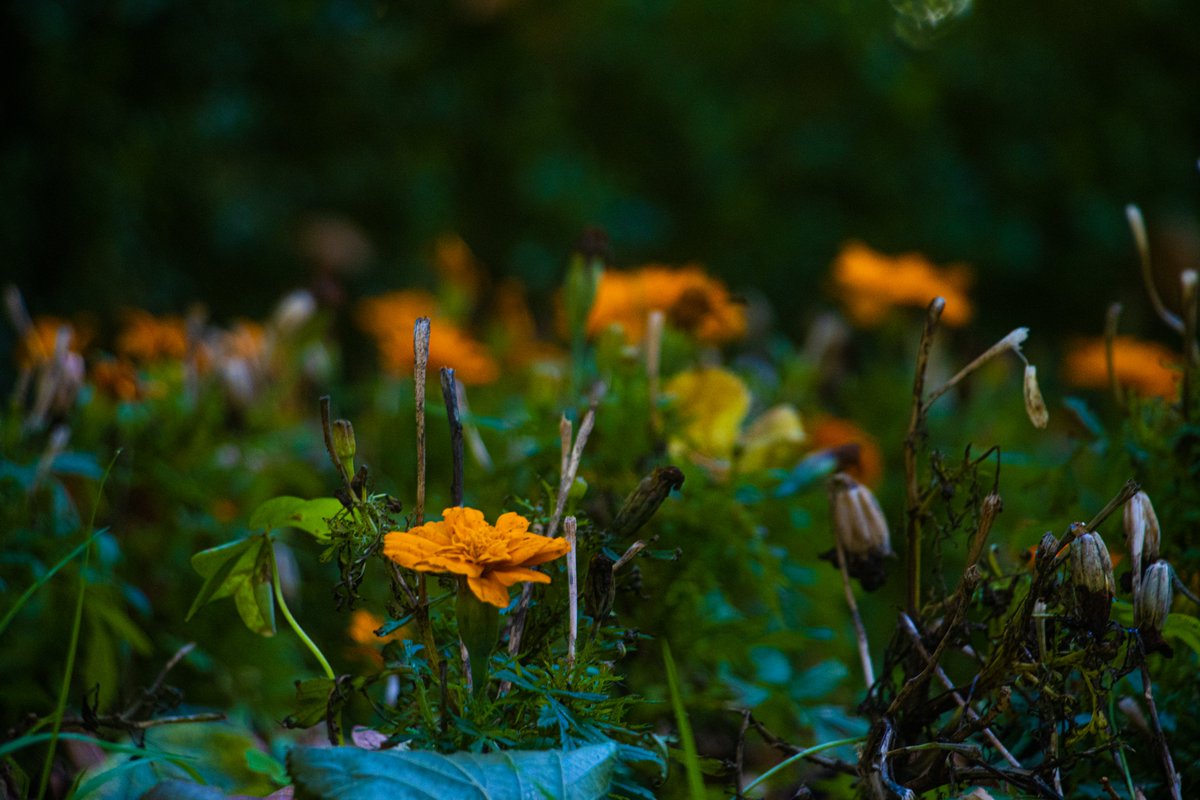 Digging through some old files and found these from over a year ago

#photography #photodump #largeformatphotography #filmphotography #stilllifephotography #nightphotography #MonsterHunterRise #malzeno #streetphotography #flowers