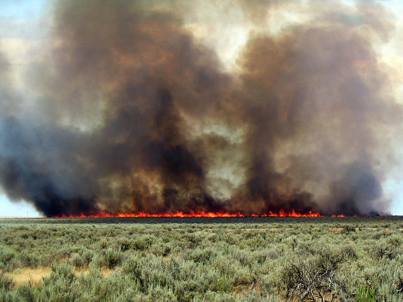 usfs_rmrs's tweet image. Thousands of hectares of imperiled sagebrush ecosystems convert to invasive grasses each year due to wildfire. Research ecologist Karen Short will discuss new modeling efforts to help guide treatments and fuel break systems on Thursday's #firelab seminar.
ow.ly/tZ3G50QIX1m