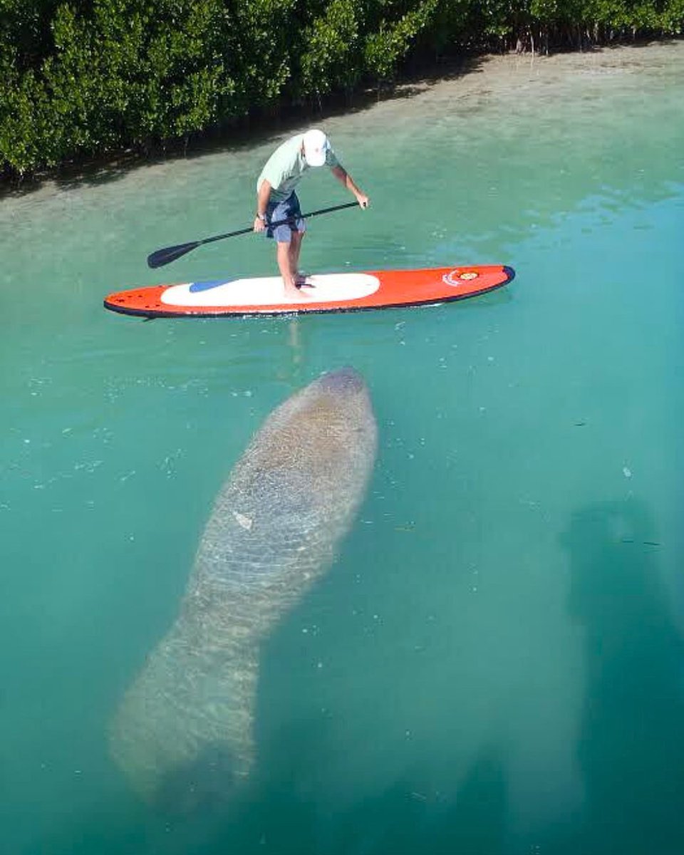 Check out the surprise visitor at Florida Keys Kayaks! 😍 Enjoy kayaking, paddleboarding, mangrove eco-tours, island explorations, snorkeling, and SO much more in Islamorada's turquoise waters at Robbie’s Marina!🌴🐟 Book your tour today! kayakthefloridakeys.com