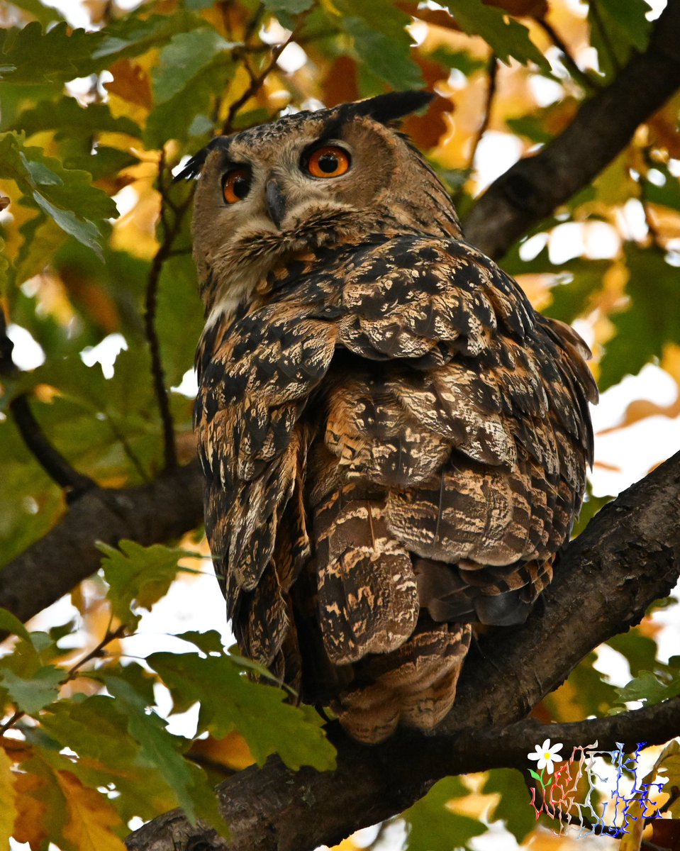 JFKwildlife tweet media