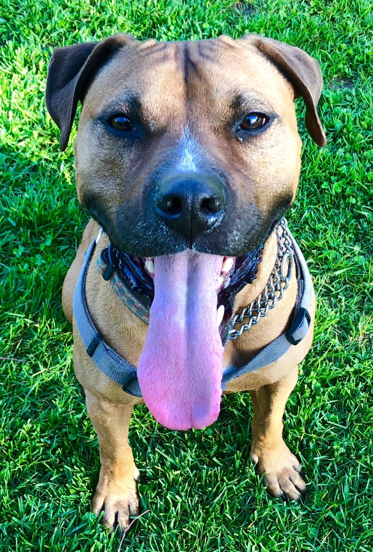 HeatherMoAndCo's tweet photo. @Travon @jonstewart Such a moving beautiful tribute. 

This guy is my Dipper. Also a pit bull rescue and also a best boy. 

#RIPDipper https://t.co/wqeHc3wqQP