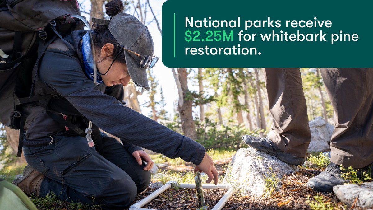 The Department of @Interior just announced U.S. national parks are receiving $195 million for climate restoration and resilience projects. Of these, $2.25M is going straight toward whitebark pine conservation. Learn more: on.doi.gov/3v13OJM