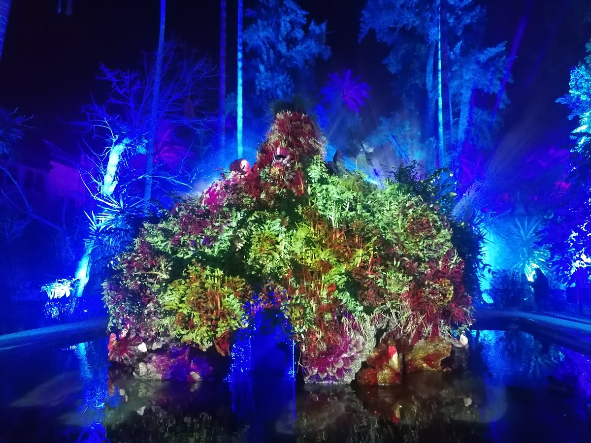 araceli limon ruiz tweet media