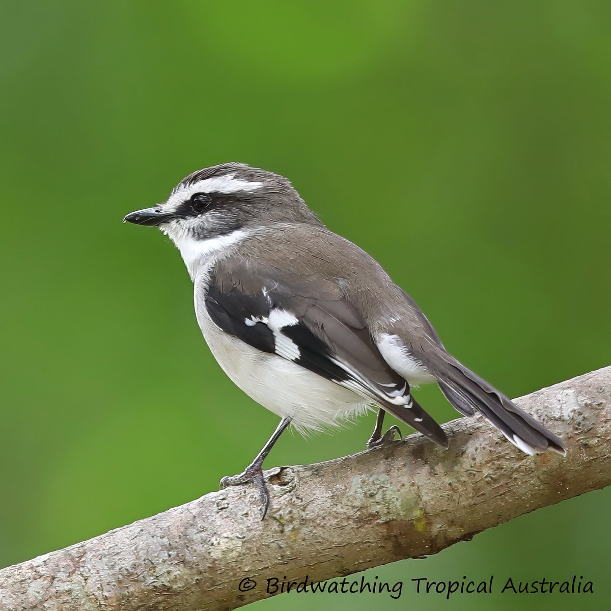 BirdwatchingT's tweet photo. White-browed Robin photographed at Mareeba on one of our recent day tours see more at https://t.co/56o5ngaxaT https://t.co/BomvyRy68p