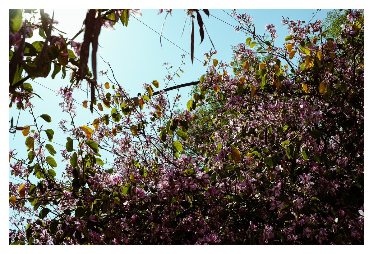 あおい tweet media