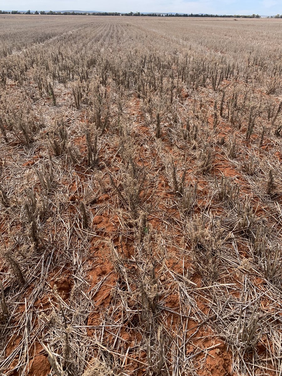 Grassroots Agronomy tweet media