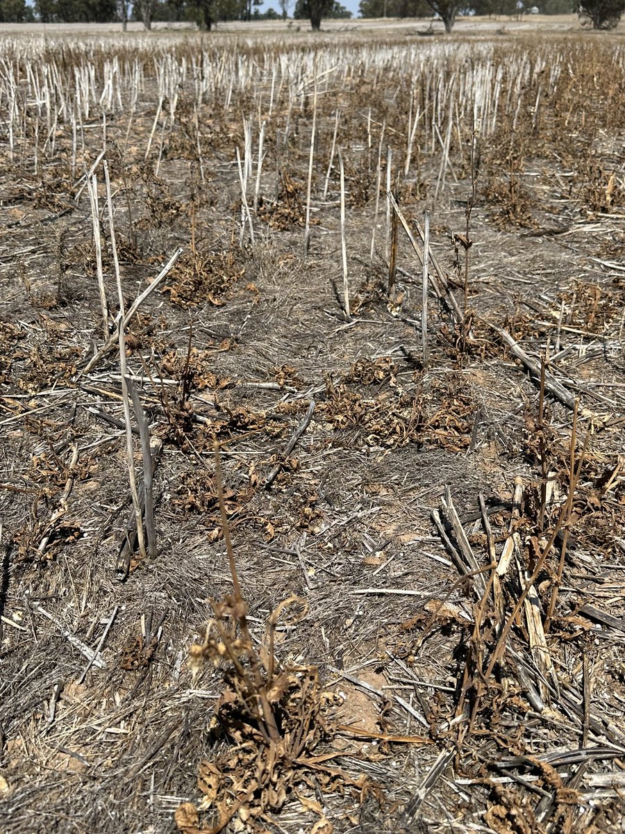 Grassroots Agronomy tweet media