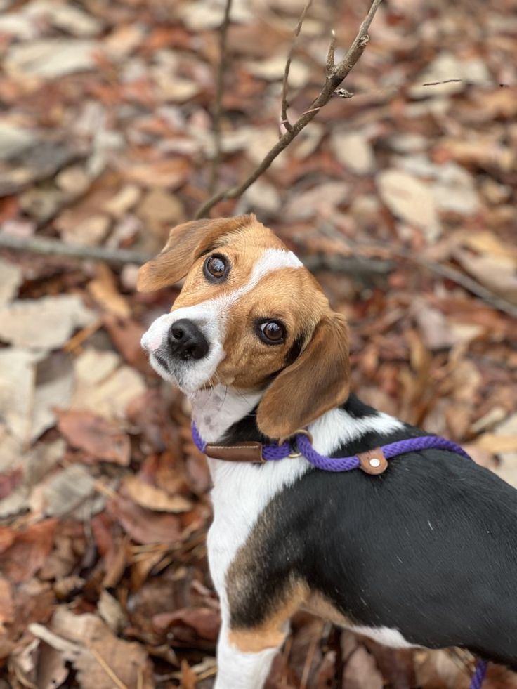 allistair. tweet media