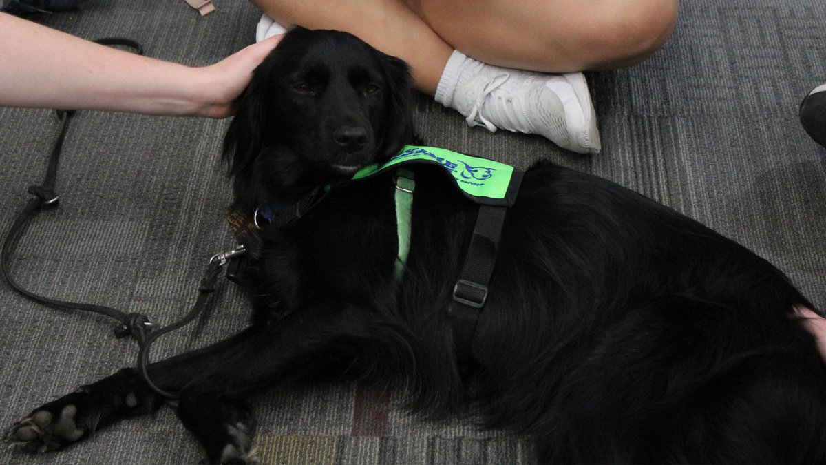 alkeklibrary's tweet image. Don't forget, Bobcats! Therapy Dogs will be here tomorrow, February 29th. Come get your puppy love from 1 - 3 PM! #txst #alkeklibrary