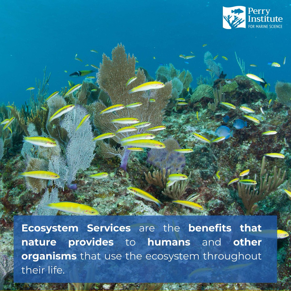 perryinstitute's tweet photo. Coral reefs are treasures worth saving. Here’s why.
#CoralReefs #CoralConservation #Bahamas #242 #PerryInstitute
#OceanConservation #ProtectOurOceans https://t.co/nxpE4y8kBZ