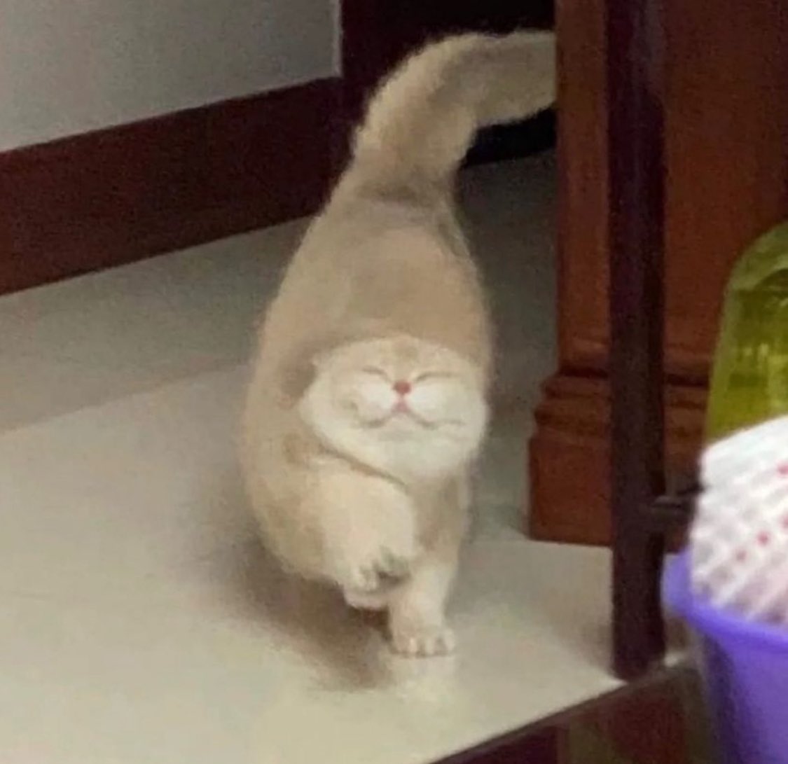 Punch Cat (@punchingcat) on Twitter photo 