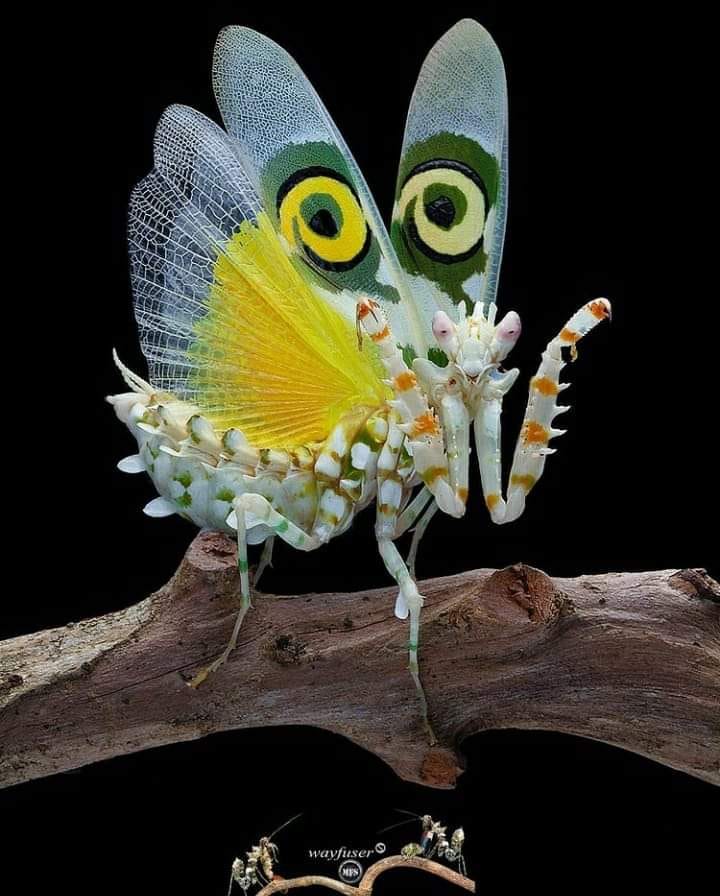 Bio_comunidad's tweet photo. _
La Mantis Flor Espinosa, conocida científicamente como Pseudocreobotra wahlbergii, es una especie de mantis originaria del sur y este de África, presente en países como Angola, Etiopía, Kenia y Tanzania, entre otros.

Su nombre se debe a su apariencia, que se asemeja a una flor espinosa, una adaptación que le sirve como camuflaje en su hábitat natural. Esta característica la convierte en una cazadora eficaz, al permitirle emboscar a sus presas con facilidad.

Foto: Pang Way