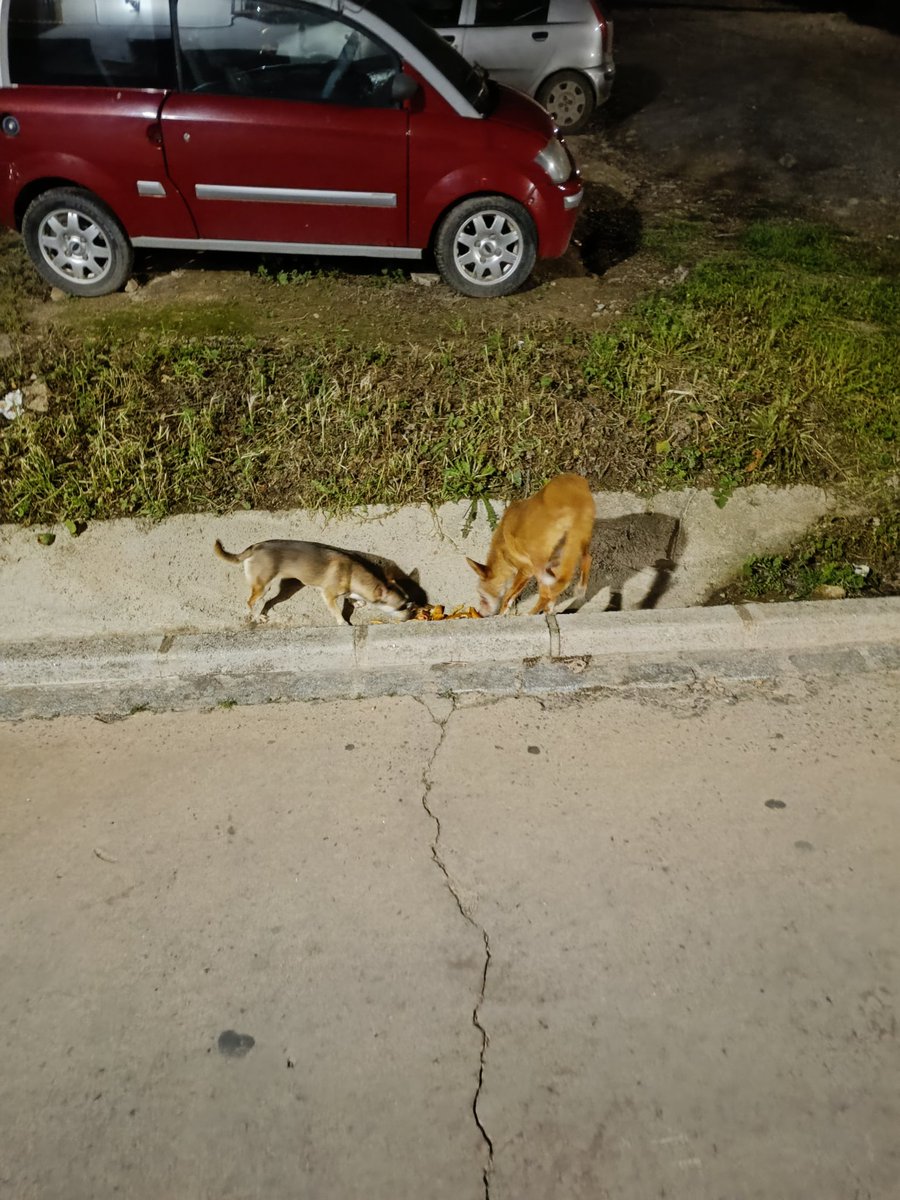 Me he encontrado con estos dos perros, le hemos dado de comer. El de la derecha tiene heridas en los ojos, pero el de la izquierda parece que se ha perdido, se acerca mucho. Si alguien lo reconoce, estan por el barrio de San Juan.
#perroperdido 
#Antequera