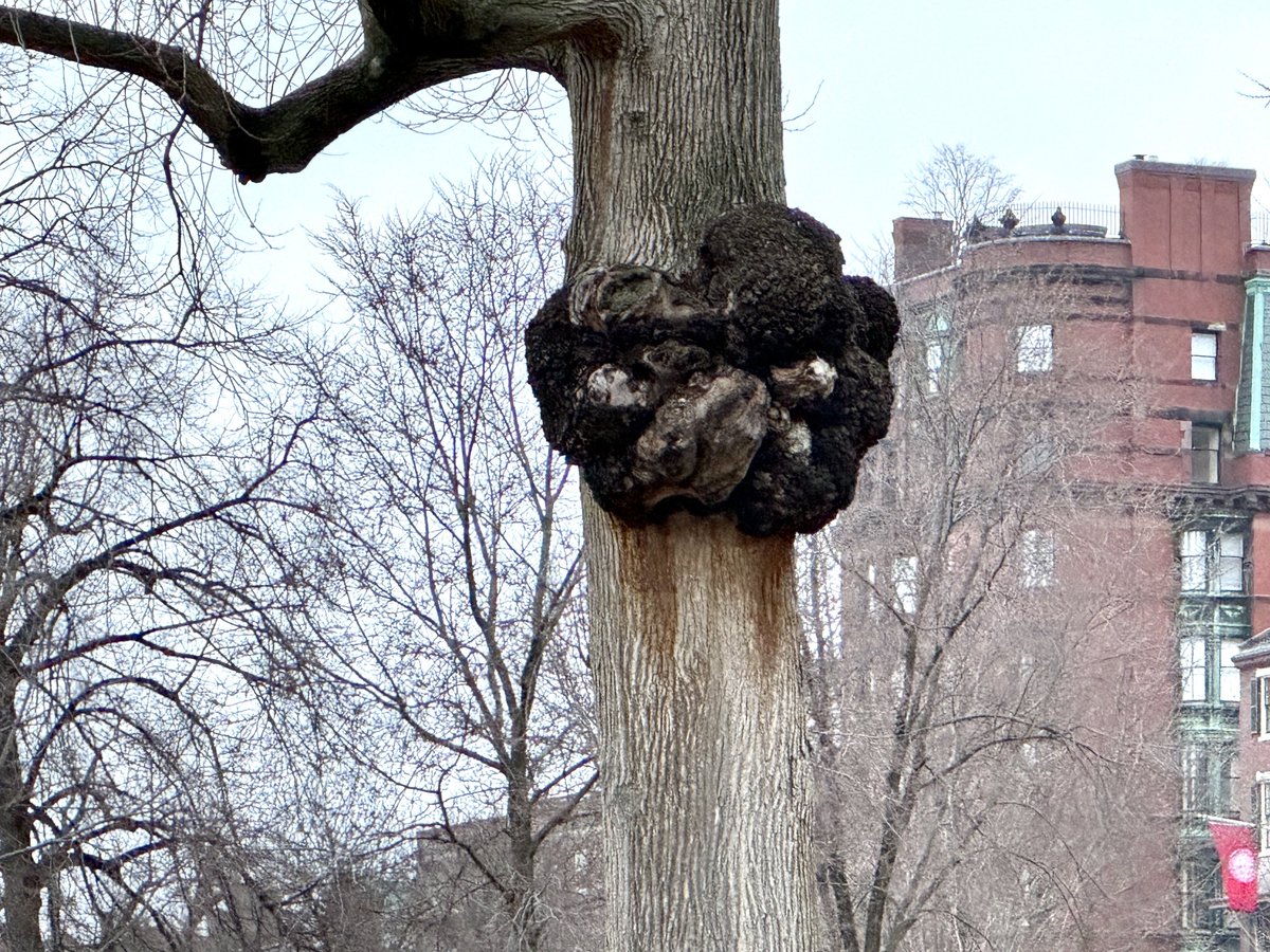 Did someone leave a large bear mask in a tree on Boston Common?