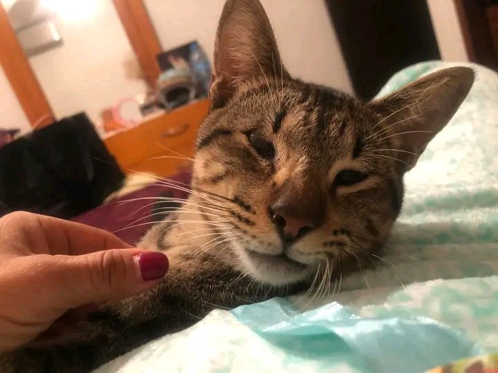 Proani_AC's tweet photo. #SeBusca a #Bisquete‼️
Se salió de su casa en col. Vicente Guerrero de #CdMadero (por calle Necaxa esq. con España).
Si lo ves por favor avisa al 833.154.8274.
⚠️No sabe andar en la calle⚠️
#Tampico https://t.co/0y4sI39Pty