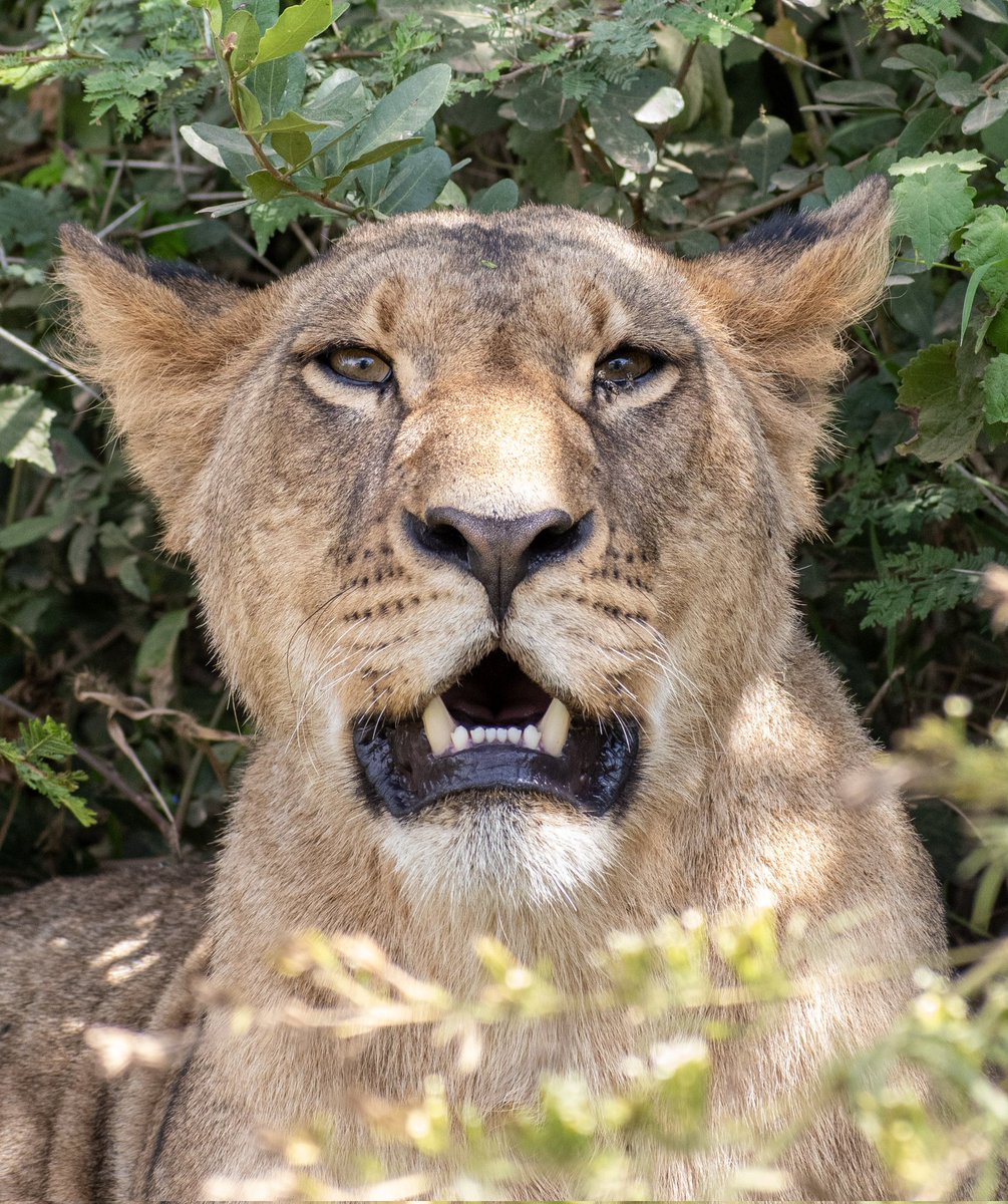 From my Kenya safari. Staring down the lens. Lake Nakuru. Lioness
#Kenya #ThePhotoHour #BBCWildlifePOTD #TwitterNatureCommunity #TwitterNaturePhotography #popphotooftheday  #naturelovers  #photographylovers #PhotoMode  #nakuru @AMAZlNGNATURE @LIONLOVERS5 @KWSKenya @kenyadirect