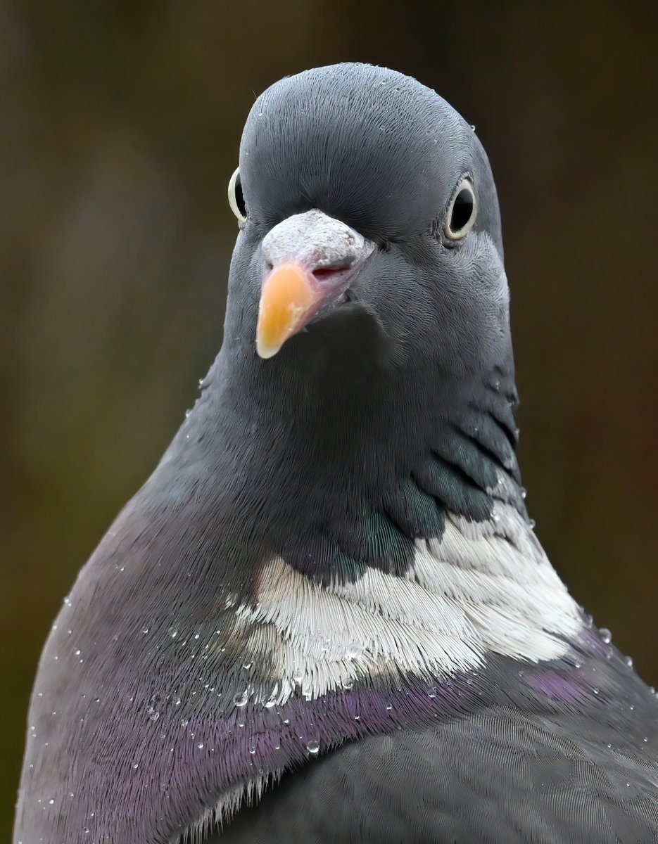 'It's come to my attention that your bird feeders are empty, which contravenes the 5th garden birds directive, namely section 2b; Displaying feeders without seed is false advertising. What do you have to say for yourself?'