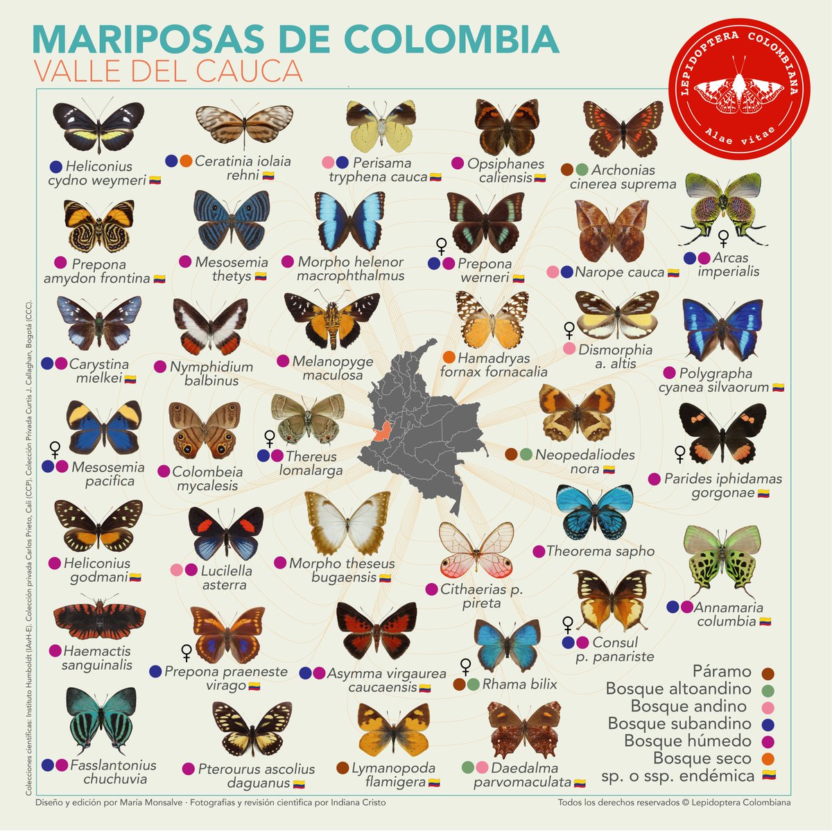 Queremos celebrar que la ciudad de Santiago de Cali en Colombia será sede de la #cop16 en 2024. Aquí, compartimos algunas de las especies representativas de mariposas diurnas del departamento de Valle del Cauca @infopresidencia @AlcaldiaDeCalivalle @MinAmbienteCo @inst_humboldt