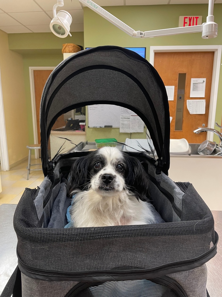 GateCityVet's tweet photo. Coco transferred to us in her bassinette from our local emergency hospital for treatment of #pancreatitis

He had developed bloody vomit and diarrhea and was very lethargic.

After some continued tender loving care and fluid support, Coco made a full recovery and is doing great! https://t.co/6RdmMAoMcv