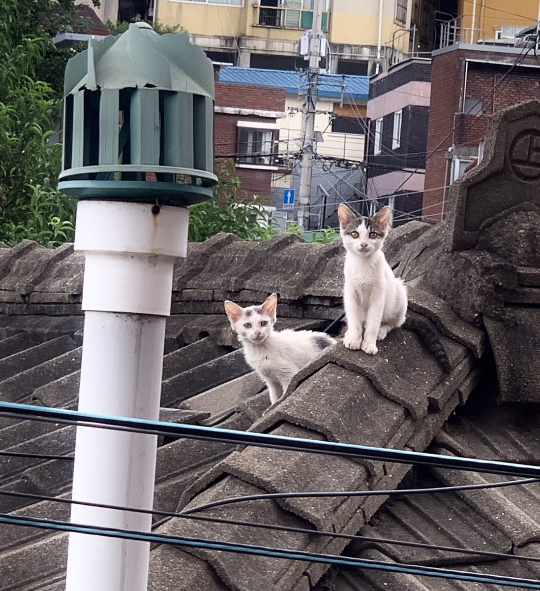 mulgoki's tweet image. 새끼 때 부터 몇년간 돌봤지만 
단 한번 쓰다듬어 보지도 못한 
재개발 동네 지붕위에 고양이들
정이들어 그런지 두고 올 수 밖에 없는 
상황이 마음아프다 
다행이 나 말고도  사료를 주는 사람들이 있어 
얼마나 감사한지..
늘 건강하고 행복하렴