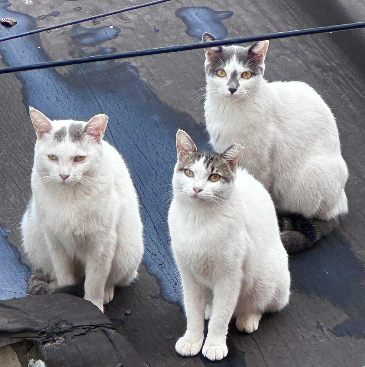 mulgoki's tweet image. 새끼 때 부터 몇년간 돌봤지만 
단 한번 쓰다듬어 보지도 못한 
재개발 동네 지붕위에 고양이들
정이들어 그런지 두고 올 수 밖에 없는 
상황이 마음아프다 
다행이 나 말고도  사료를 주는 사람들이 있어 
얼마나 감사한지..
늘 건강하고 행복하렴