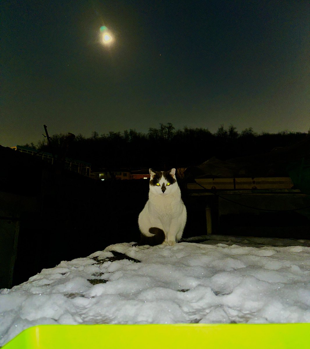 mulgoki's tweet image. 새끼 때 부터 몇년간 돌봤지만 
단 한번 쓰다듬어 보지도 못한 
재개발 동네 지붕위에 고양이들
정이들어 그런지 두고 올 수 밖에 없는 
상황이 마음아프다 
다행이 나 말고도  사료를 주는 사람들이 있어 
얼마나 감사한지..
늘 건강하고 행복하렴