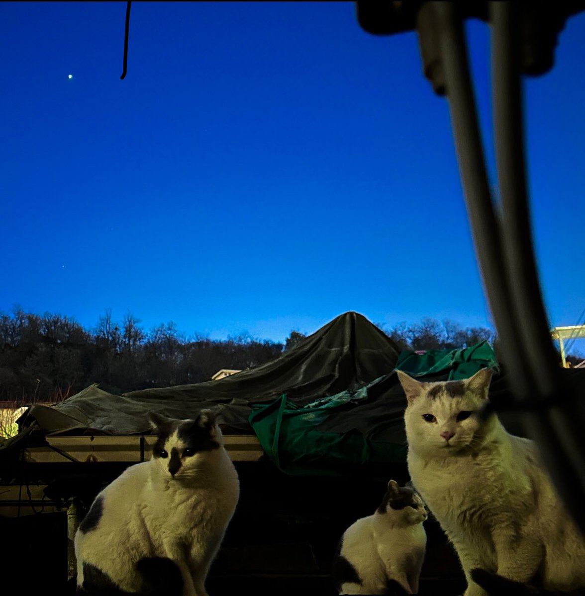 mulgoki's tweet image. 새끼 때 부터 몇년간 돌봤지만 
단 한번 쓰다듬어 보지도 못한 
재개발 동네 지붕위에 고양이들
정이들어 그런지 두고 올 수 밖에 없는 
상황이 마음아프다 
다행이 나 말고도  사료를 주는 사람들이 있어 
얼마나 감사한지..
늘 건강하고 행복하렴