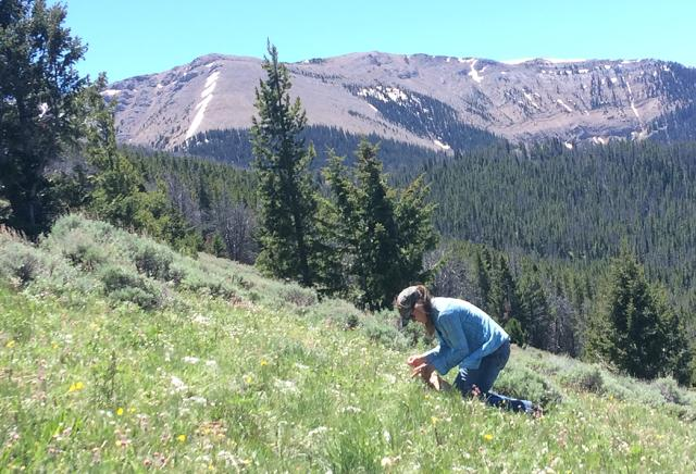 InfoInsr's tweet photo. Did you hear the news?!
BLM announces $18 million to enhance native seed supply, climate resilience
https://t.co/4F1toT5m0J
#restoration #nativeseed #climateresilience https://t.co/za7jUncr4H