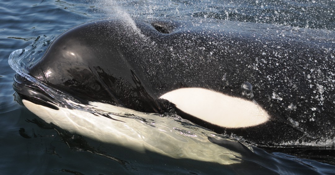 New study published in @ESAEcosphere, coauthored by @NOAAFisheries scientist Dr. Eric Ward, revealed that abundance of Chinook salmon is not strongly linked to the birth rate of Southern Resident killer whales. 🔎 bit.ly/48CwJSa 📷 Credit: Candice Emmons, NOAA Fisheries