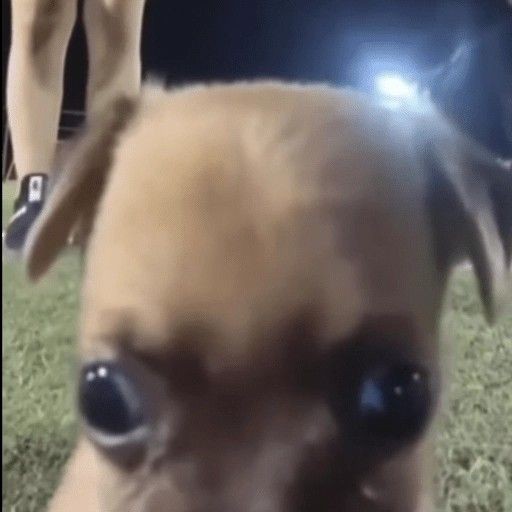 studysib's tweet image. um medo: o bônus regional cair e a ufpa passar a ter vest. próprio