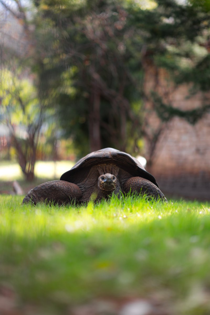 What a week, huh? 

Lemon, it’s Wednesday. 🐢🍋