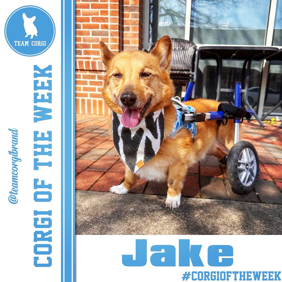 This week’s #CorgioftheWeek is Jake!

teamcorgibrand.com/pages/corgi-of…

#TeamCorgi #CorgiCrew