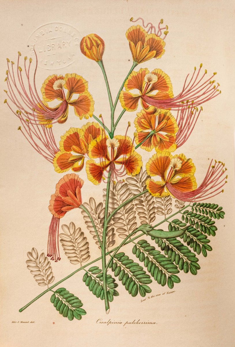 NYBG's tweet photo. Peacock Flower was commonly utilized by enslaved people & indentured servants during the height of colonialism to induce miscarriages as a form of "Reproductive Resistance," saving their children from the same fate. Click for more info --> https://t.co/Ykm2PXBaYO #NYBGscience https://t.co/zYcLHCiOKb