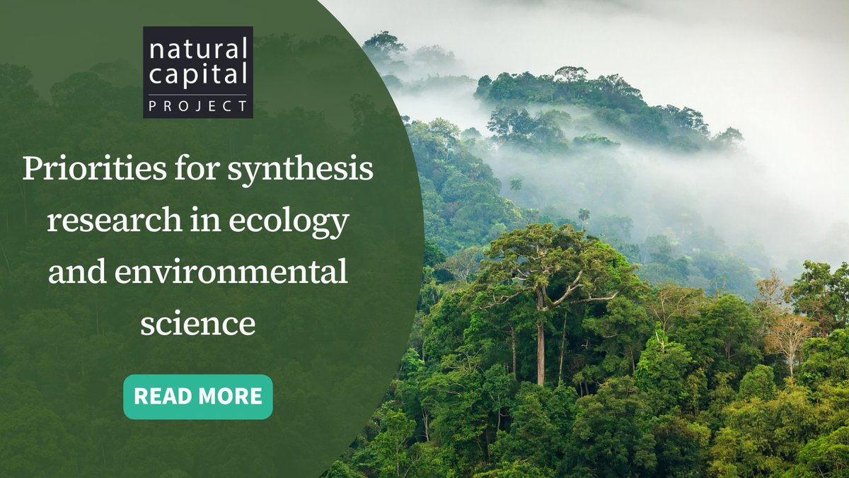 NatCapProject's tweet image. #DidYouKnow greater data access &amp;amp; diversity offer great potential for the future of synthesis in #Ecology and #EnvironmentalScience?

Research from a virtual workshop explores how synthesis can address key questions in environmental science + ecology: bit.ly/3kv8FgE
