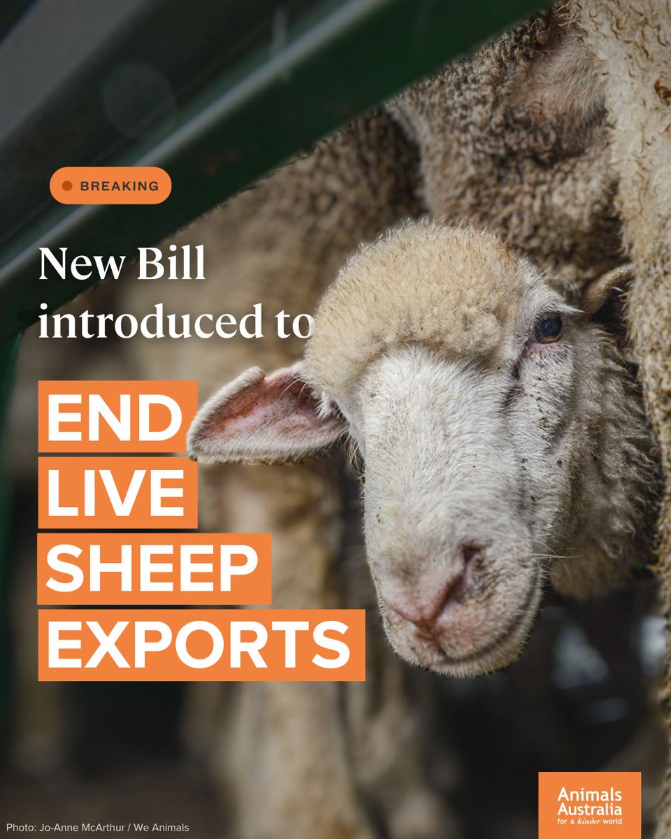 BREAKING: A bill to phase out live sheep exports has been tabled in the Senate.

As Australians wait for the Albanese government to honour its commitment and #legislatethedate Greens Senator @mehreenfaruqi has drawn a line in the sand, calling for the trade to end within 2 years.