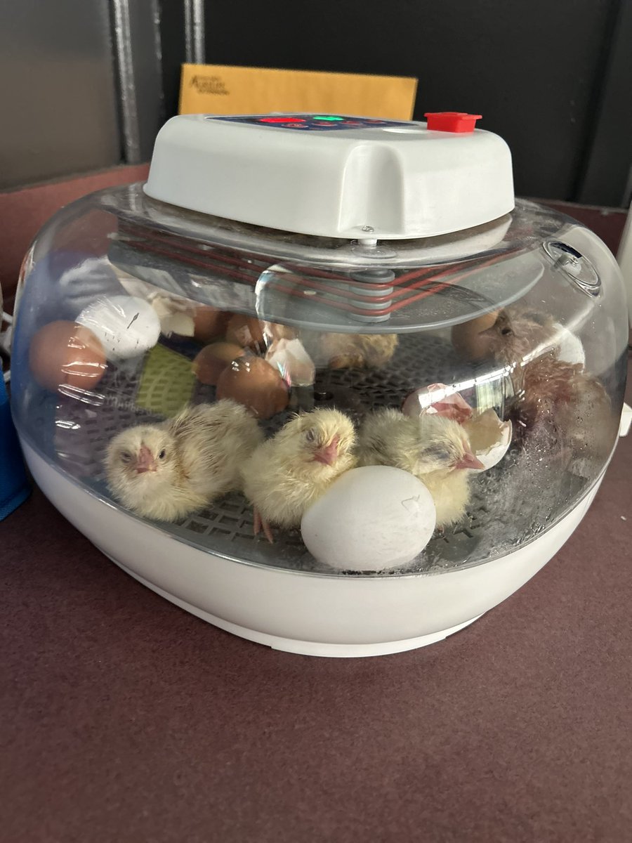 AmberM2022's tweet photo. Thank you @ECISDScience for the opportunity to hatch some eggs in my 3rd grade classroom! 🐣 My students were very excited! https://t.co/joK4TVff5n