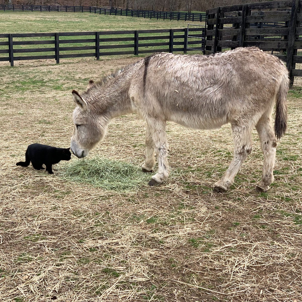 reba's tweet photo. Even though we’re different, we can be friends. 
Even if we don’t become friends, we can still be kind. 
#bekind #friends #farmlife https://t.co/3IiiHk0rzM