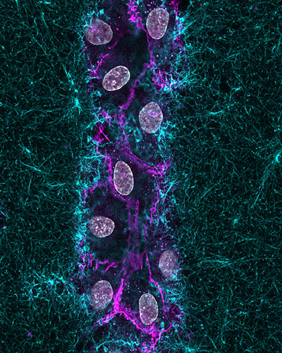 Institute for Molecular Bioscience tweet media