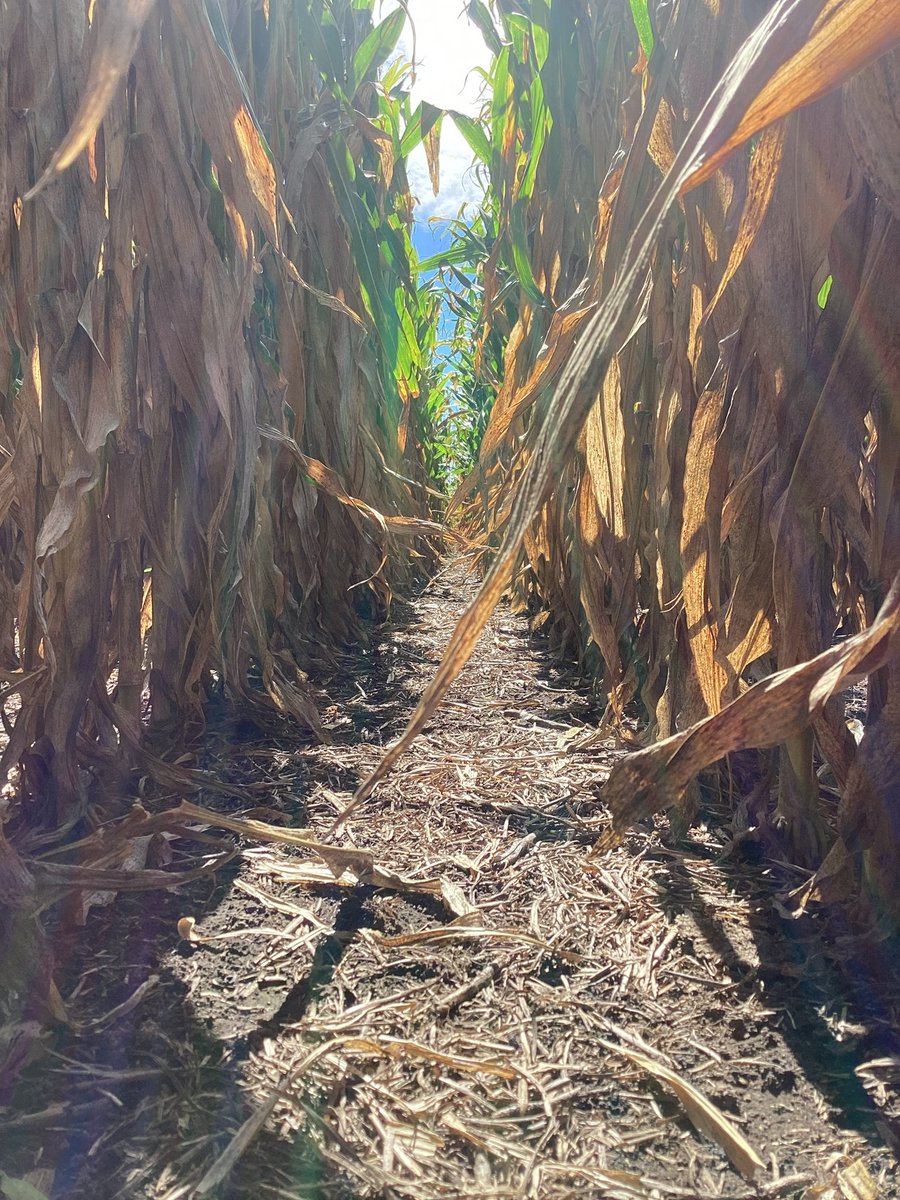 DK 72-72 VT3P + Adengo 💣💣💣

Excelente estado del cultivo a pesar del durísimo enero con casi nulas precipitaciones y elevadas temperaturas

<a href="/DekalbArgentina/">DEKALB Argentina</a> <a href="/AgroBayerAR/">Agro Bayer</a> <a href="/FieldViewArg/">FieldView Argentina</a> <a href="/ElPayeSA/">El Payé - Insumos y Servicios S.A.</a> <a href="/SabattiniMaxi/">Maxi Sabattini</a> <a href="/Manuel_Darrig/">Manuel D</a>