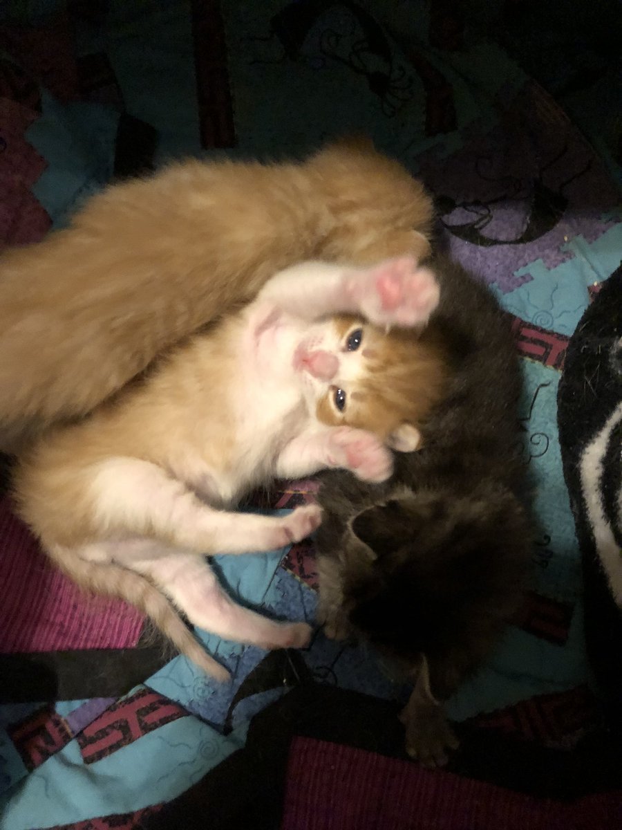 LordInExile's tweet image. Okay, enough serious stuff, here’s my kittens.