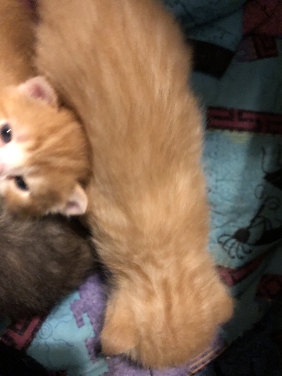 LordInExile's tweet image. Okay, enough serious stuff, here’s my kittens.