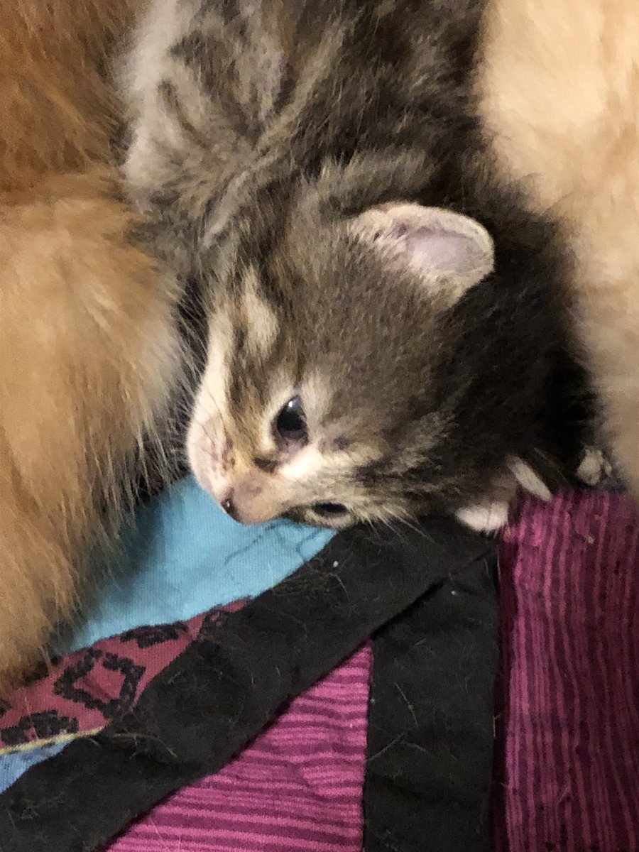 LordInExile's tweet image. Okay, enough serious stuff, here’s my kittens.