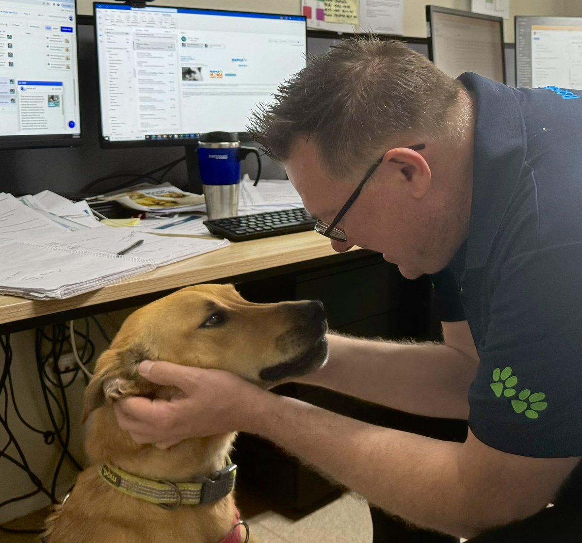 Phil_Staley's tweet photo. Office helper alert! It’s Tommy, the Kelpie X and he’s waiting to be adopted. I gave him a talk to lift his spirits, he told me he doesn’t like shelter life. 😔 #RSPCAACT https://t.co/Q8pkJ7NAIY