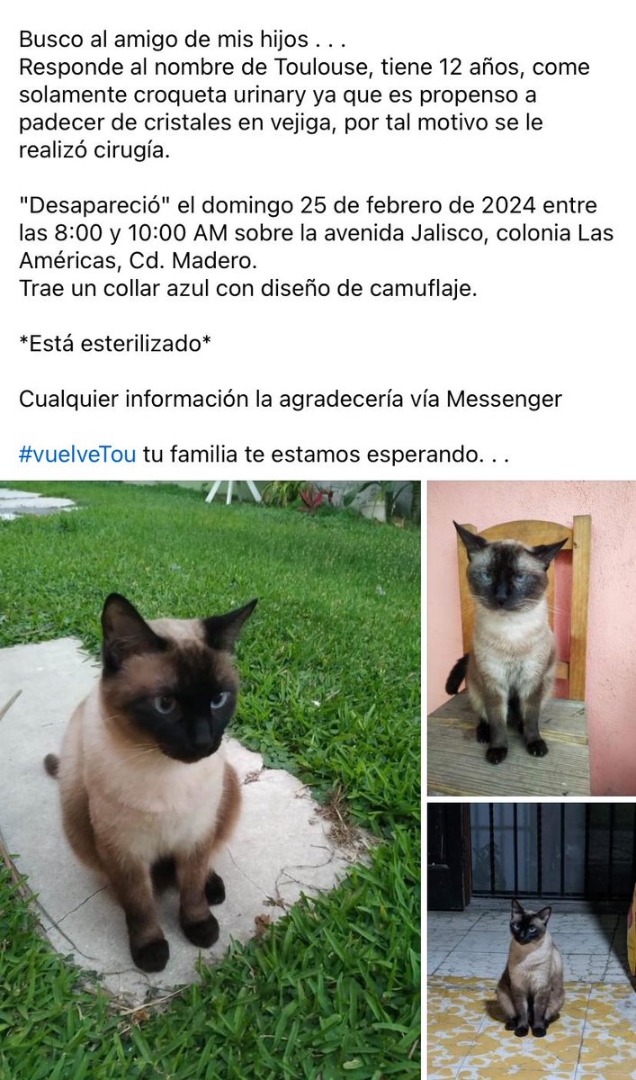 Proani_AC's tweet photo. #SeBusca a #Toulouse‼️
Desapareció el 25/feb en col. Las Américas de #CdMadero (sobre Av. Jalisco), porta collar azul con diseño de camuflaje. 
Tiene 12 años, es propenso a padecer de cristales en vejiga; está esterilizado.
Inf. vía messenger a:
https://t.co/ETJJB9g2Jh
#Tampico https://t.co/YyTpKtDwbo