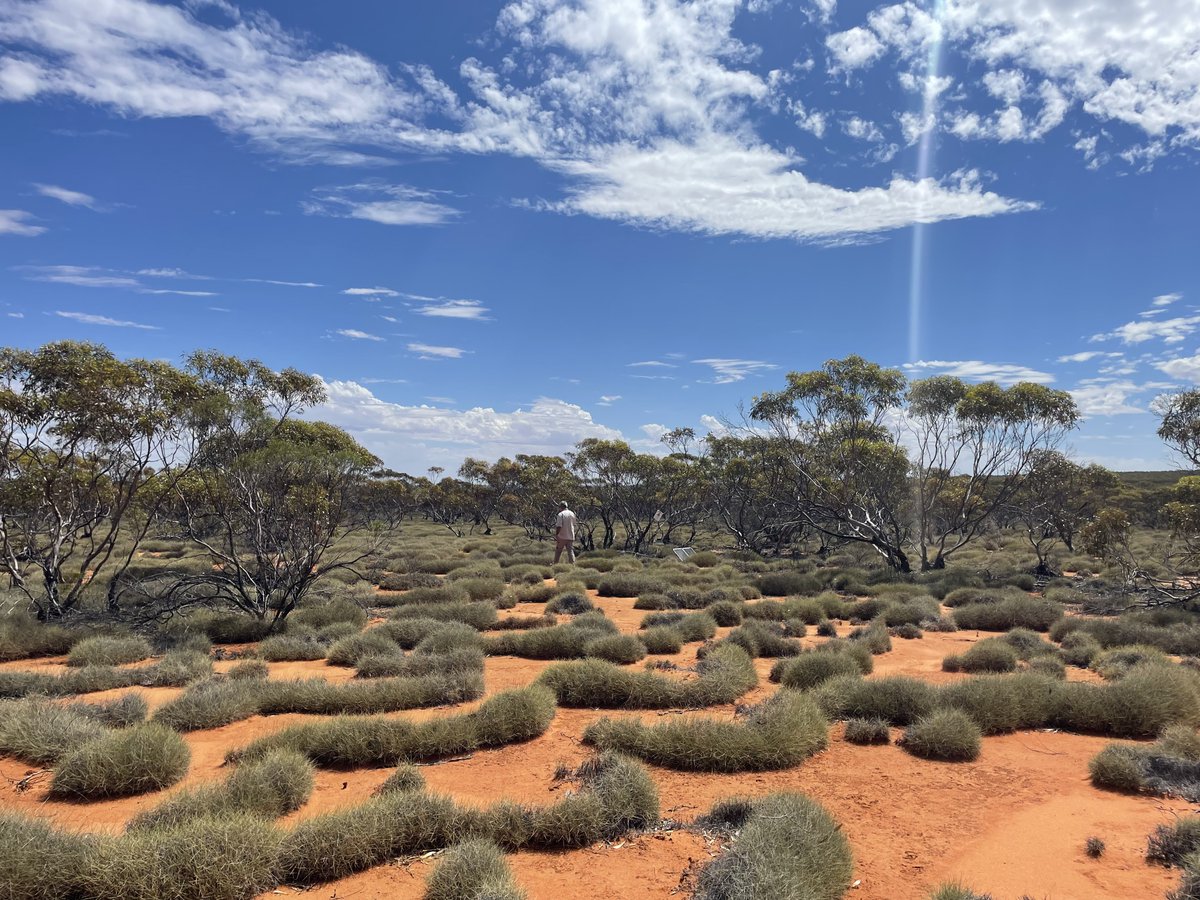 The AW team have been actively engaged in monitoring and treating buffel grass in our region this summer, which has experienced cooler and wetter conditions than usual. #wildoz #buffel #weeds #invasivespecies