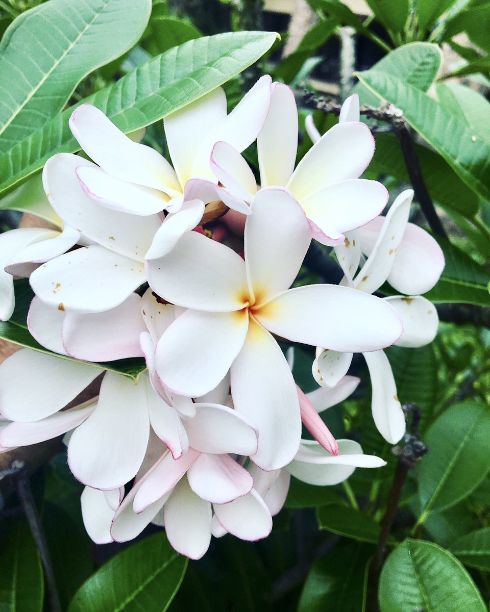 In Hawaiʻi, the plumeria is associated with love, beauty, and romance, but their significance goes beyond physical beauty. It embodies the spirit of Aloha, the core value of love, kindness, and respect that defines Hawaiian culture. 🌸🏝️🌞✌🏽 #honoluasurfco #alohavibessince95