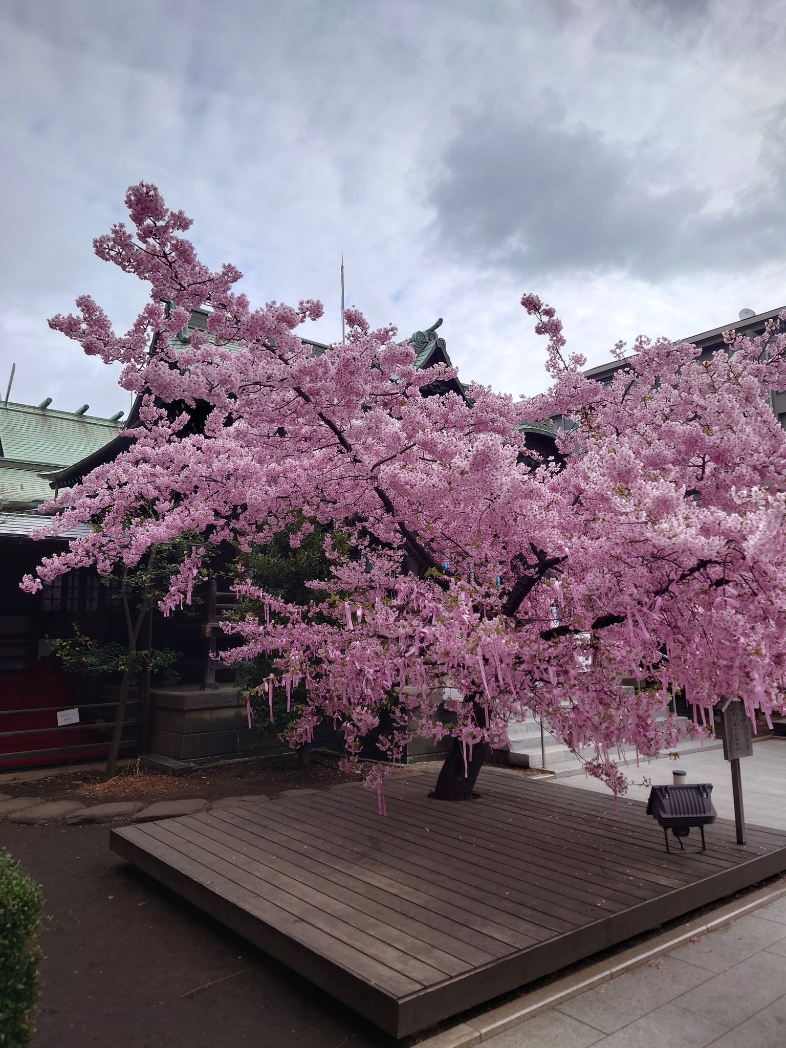 ここ東京なの？今だけの桜の御朱印がかわいすぎる！河津桜が満開