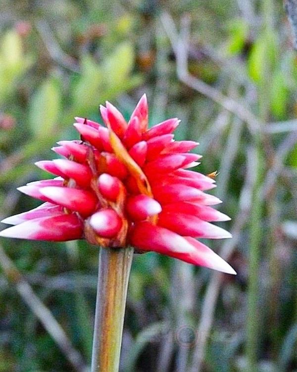LEBE76's tweet photo. @ProsperidadCol @infopresidencia @MinAmbienteCo @susanamuhamad Nuestra flor de Inírida, flor insignia del Departamento de #Guainía en #colombia nace en sabanas húmedas de arena blanca, sus pétalos de terminaciones en punta son las semillas. https://t.co/wpONH0h4Jo