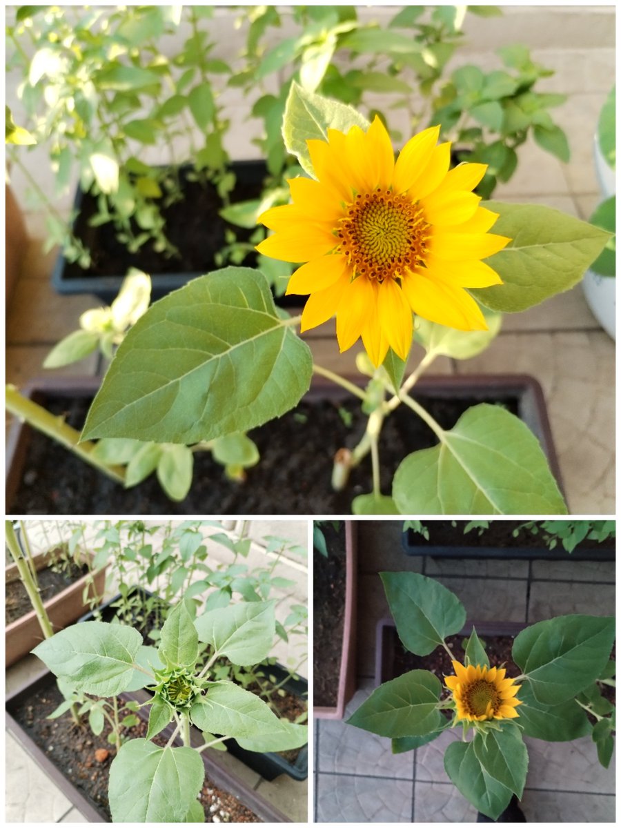 ✌️😀sunflowers have finally bloomed, it should be about four months, now just waiting for my iris to bloom
＃IRySuperb