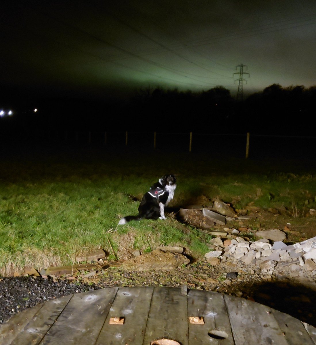 bobbytheborder's tweet photo. This is me doing something I've never before done in all my 3 years. Sitting down like a good boy for no apparent reason when on a field. #bordercollie #weirdo #goodboy https://t.co/cxRgP09gXv